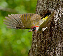 European Green Woodpecker