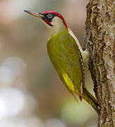 European Green Woodpecker