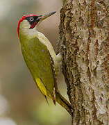 European Green Woodpecker