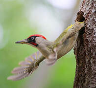 European Green Woodpecker