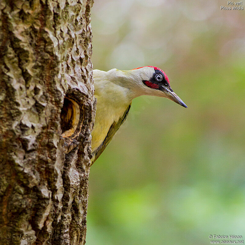 European Green Woodpecker male adult, Reproduction-nesting