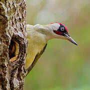 European Green Woodpecker