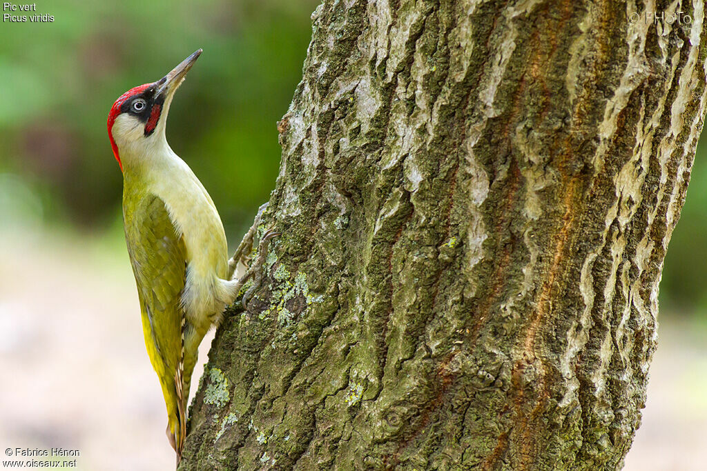 European Green Woodpecker male adult, Reproduction-nesting