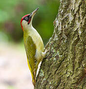 European Green Woodpecker