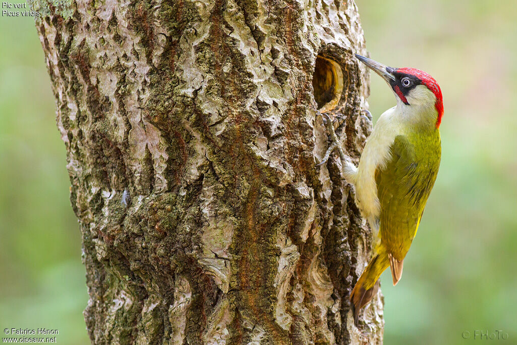 European Green Woodpecker male adult, Reproduction-nesting