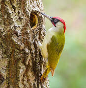 European Green Woodpecker