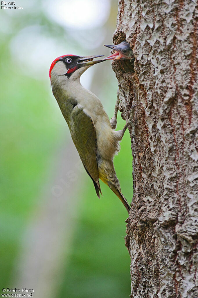 European Green Woodpecker male adult, Reproduction-nesting