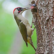 European Green Woodpecker