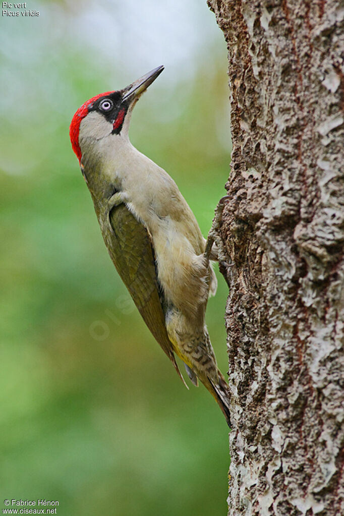 European Green Woodpecker male adult