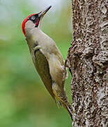 European Green Woodpecker