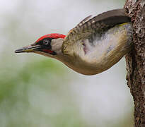 European Green Woodpecker