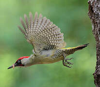 European Green Woodpecker