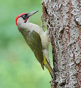 European Green Woodpecker