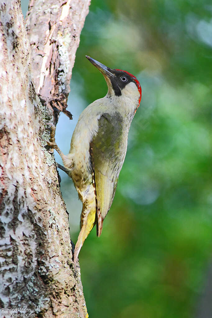 European Green Woodpecker female adult, identification