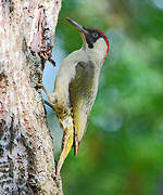 European Green Woodpecker