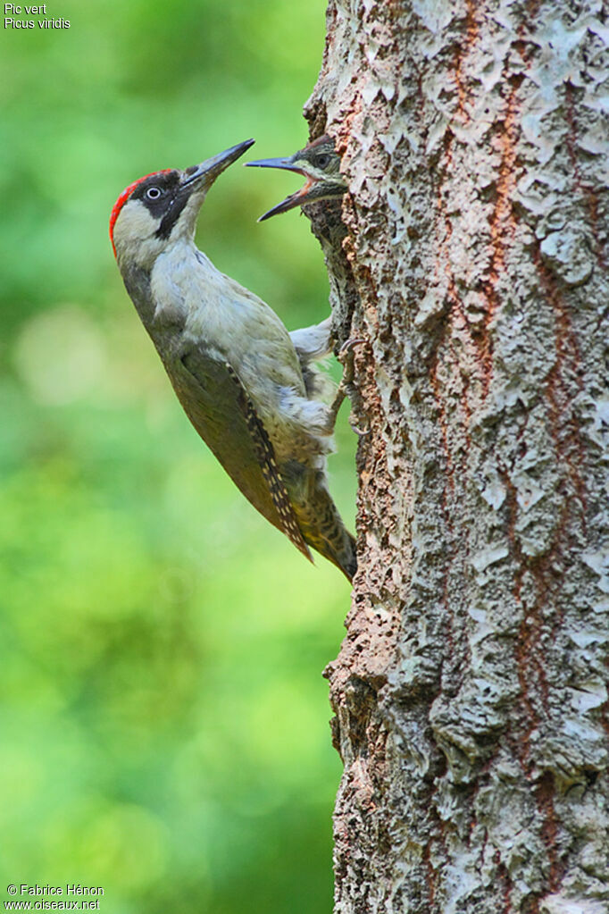 European Green Woodpecker female adult, Reproduction-nesting