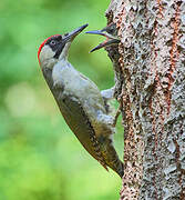 European Green Woodpecker