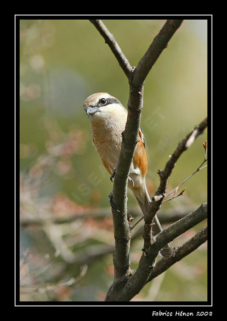 Bull-headed Shrike male adult