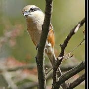 Bull-headed Shrike