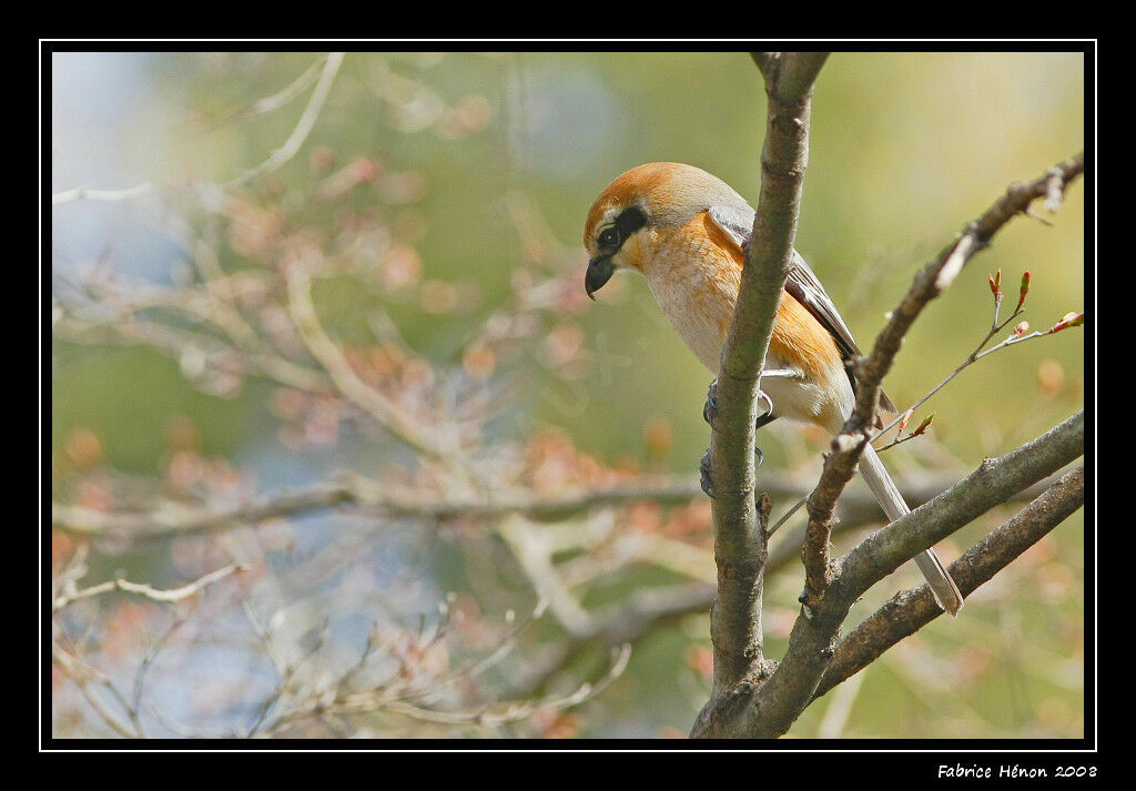 Bull-headed Shrike male adult