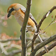 Bull-headed Shrike