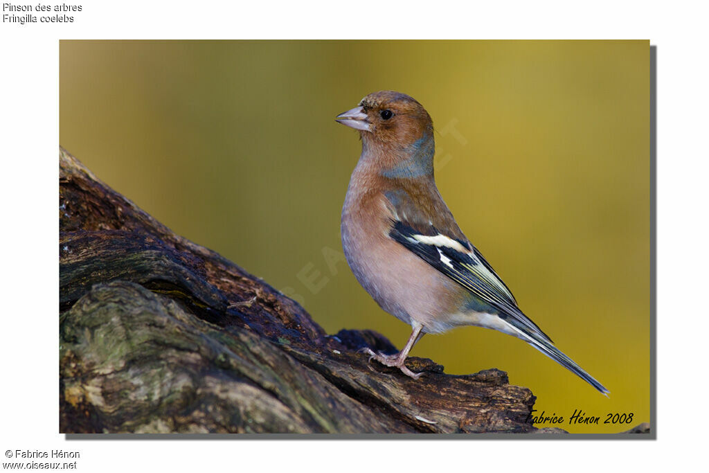 Eurasian Chaffinch male adult