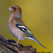 Eurasian Chaffinch