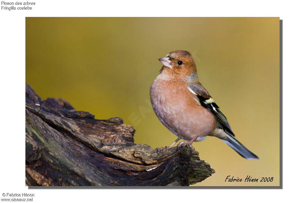 Eurasian Chaffinch