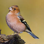 Eurasian Chaffinch