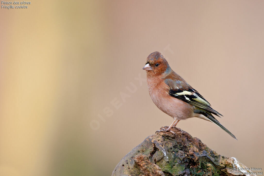 Common Chaffinch male adult