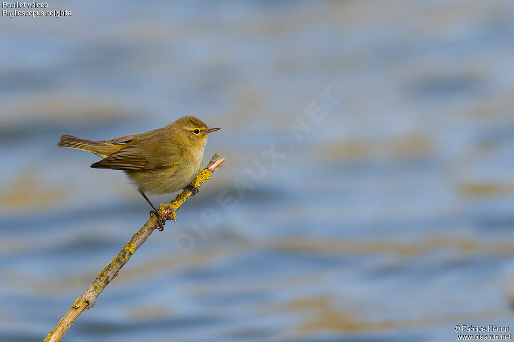 Common Chiffchaff, identification