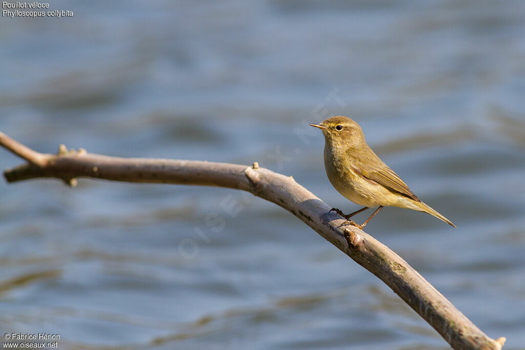 Pouillot véloce, identification