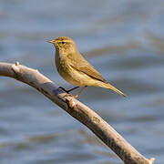 Common Chiffchaff