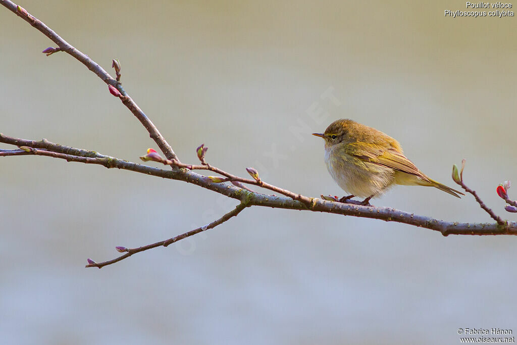 Common Chiffchaff, identification