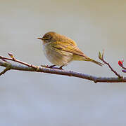 Common Chiffchaff