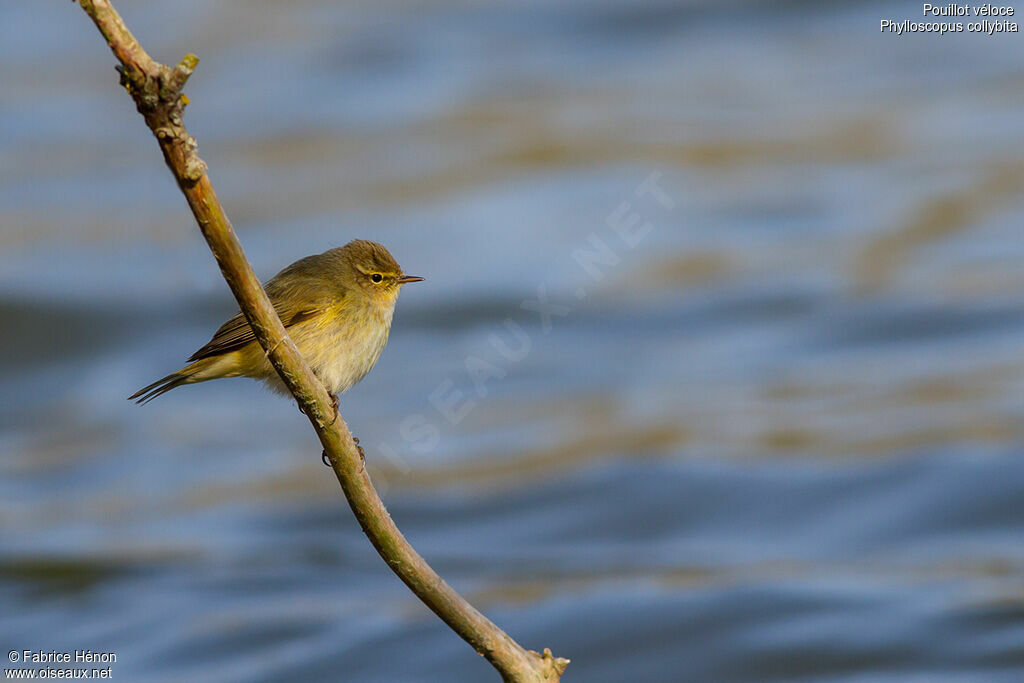 Pouillot véloce, identification