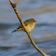 Common Chiffchaff