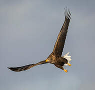 White-tailed Eagle