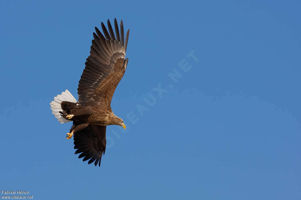 White-tailed Eagleadult, identification, Flight