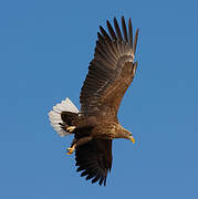 White-tailed Eagle