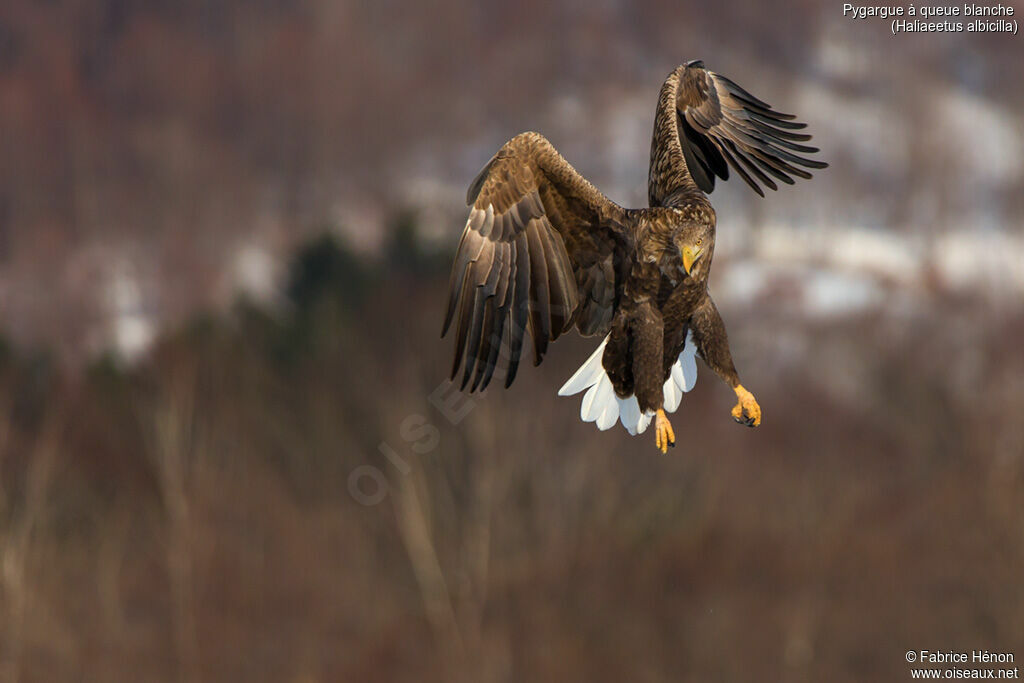 White-tailed Eagleadult, Flight