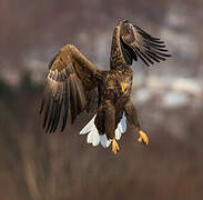 White-tailed Eagle