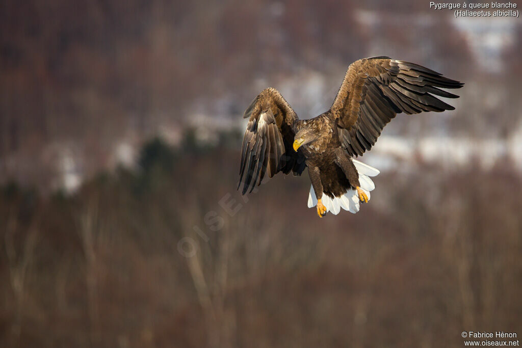 White-tailed Eagleadult, Flight