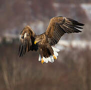 White-tailed Eagle