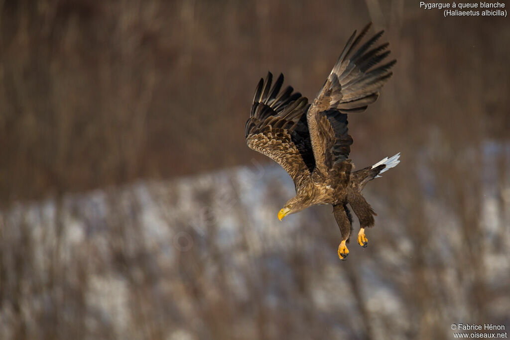 White-tailed Eagleadult, Flight