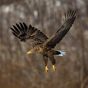 White-tailed Eagle