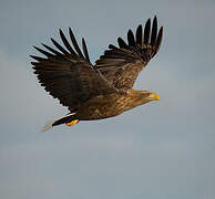 White-tailed Eagle