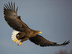 White-tailed Eagle