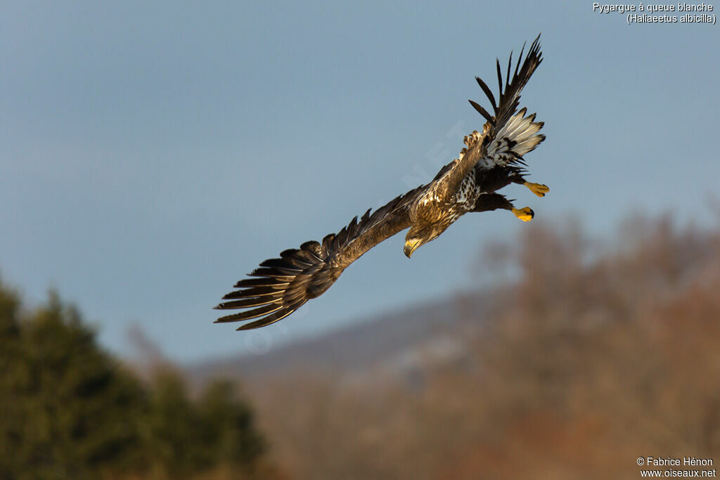 White-tailed Eagleimmature, Flight