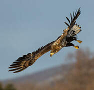 White-tailed Eagle